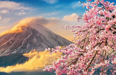 Sakura Zamanı Baştan Başa Japonya