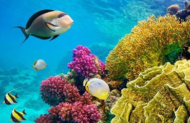 İzmir`den Özel Sefer İle Kahire & Sharm El Sheikh Turu ( Ramazan Bayramı )